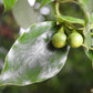 5 CAMPHOR TREE Laurel Cinnamomum Camphora Camphorwood White Flower Black Seeds