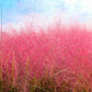 40 PINK MUHLY GRASS Cotton Candy Grass Muhlenbergia Capillaris Native Seeds