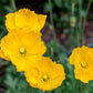 20 Yellow WELSH POPPY Meconopsis Papaver Cambricum Perennial Shade Flower Seeds