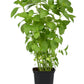 1500 LEMON BASIL Ocimum Basilicum HERB Flower Seeds
