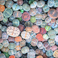 10 LIVING STONE / LITHOPS Mixed Colors Pebble Houseplant Flower Seeds
