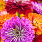 500 Mixed Colors CALIFORNIA GIANT ZINNIA Elegans Flower Seeds