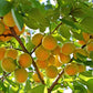 5 COMMON APRICOT Fruit Tree Prunus Armeniaca White Pink Flower Seeds