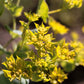 100 GREEN GOLD BUPLEURUM Griffithii Rotundifolium Hares Ear Thoroughwax Flower Seeds