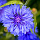 1000 Tall Blue BACHELOR'S BUTTON / CORNFLOWER Centaurea Cyanus Flower Seeds