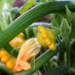 10 Golden YELLOW Bush SCALLOP SQUASH (Patty Pan / Paty Pan / Squanter Squash) Summer Cucurbita Pepo Vegetable Seeds