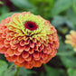 20 Organic QUEENY LIME MIX ZINNIA Elegans Mixed Colors Red Orange Yellow Pink Green Queen Flower Seeds