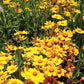 1000 YELLOW SAND COREOPSIS Lanceolata Lanceleaf Tickseed Flower Seeds