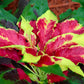 150 TRICOLOR AMARANTHUS PERFECTA Summer Poinsettia Amaranth Flower Seeds