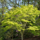 10 YELLOW ASH TREE Kentucky Yellowwood White Flowers Cladrastis Lutea Kentukea Seeds