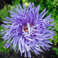 30 VIOLET Purple NEEDLE ASTER Callistephus Chinensis Unicom Flower Seeds