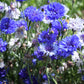1000 Dwarf Blue BACHELORS BUTTON CORNFLOWER Centaurea Cyanus Flower Seeds