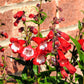 10 SCARLET PENSTEMON Hartwegii Beardtongue Red & White Flower Seeds