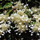50 JAPANESE HYDRANGEA VINE White Flower Schizophragma Hydrangeoides Seeds