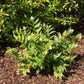 10 SOLOMON'S SPIKE White Western False Seal Maianthemum Racemosum Flower Seeds