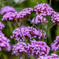150 BUENOS AIRES VERBENA Brazilian Purple Bonariensis Patagonica Flower Seeds