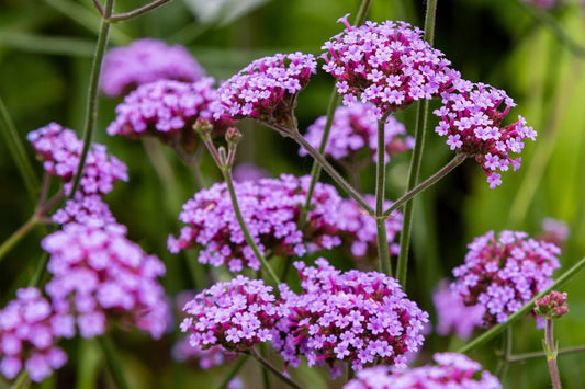 150 BUENOS AIRES VERBENA Brazilian Purple Bonariensis Patagonica Flower Seeds