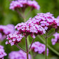 150 BUENOS AIRES VERBENA Brazilian Purple Bonariensis Patagonica Flower Seeds