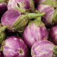 50 Organic Italian EGGPLANT ROSA BIANCA Solanum Melongena Esculentum Vegetable Seeds