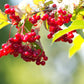 30 EUROPEAN CRANBERRY / SNOWBALL Tree Guelder Rose Viburnum Opulus Red Fruit White Flower Seeds