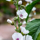 50 WHITE MARSH MALLOW Althaea Officinalis Flower Seeds