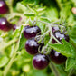 50 PURPLE CHERRY TOMATO Lycopersicon Indeterminate Fruit Vegetable Seeds