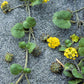 20 YELLOW SAND VERBENA Coastal Abronia Latifolia Arenaria Flower Seeds