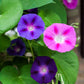 50 Mixed Colors MORNING GLORY Ipomoea Purpurea Vine Flower Seeds