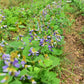 20 JICAMA Mexican Yam Bean Potato Bean Pachyrhizus Erosus Vining Legume Root Vegetable Blue Flower Seeds