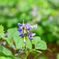 20 JICAMA Mexican Yam Bean Potato Bean Pachyrhizus Erosus Vining Legume Root Vegetable Blue Flower Seeds