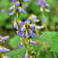 20 JICAMA Mexican Yam Bean Potato Bean Pachyrhizus Erosus Vining Legume Root Vegetable Blue Flower Seeds