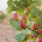 5 PISTACHIO NUT TREE Pistacia Vera Fruit Red Flowers Seeds