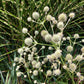 200 RATTLESNAKE MASTER / Button Snakeroot  Eryngium Yuccifolium Flower Seeds