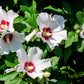 1000 BULK Mixed Colors ROSE Of SHARON HIBISCUS Syriacus Flower Tree Shrub Seeds