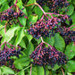 500 BULK American ELDERBERRY Fruit Bush Shrub Tree Sambucus Nigra Canadensis Seeds