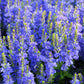 75 ROYAL BLUE SPEEDWELL Veronica Austriaca Teucrium Flower Seeds