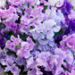 60 Mixed Colors SWEET PEA ROYAL Family Mix Lathyrus Odoratus Flower Vine Seeds