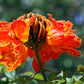 15 Red AFRICAN TULIP TREE (Fire Tree / Flame of the Forest / Fountain Tree) Spathodea Campanulata Seeds