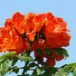 15 Red AFRICAN TULIP TREE (Fire Tree / Flame of the Forest / Fountain Tree) Spathodea Campanulata Seeds