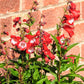 10 SCARLET PENSTEMON Hartwegii Beardtongue Red & White Flower Seeds
