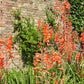 5 AFRICAN FLAG Chasmanthe Floribunda Cornflag Red Orange Hummingbird Flower Seeds