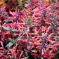 30 Red AGASTACHE HEATHER QUEEN Hummingbrid Mint Hyssop Flower Herb Seeds
