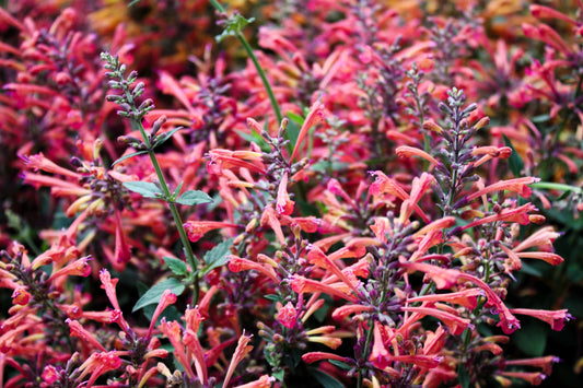 30 Red AGASTACHE HEATHER QUEEN Hummingbrid Mint Hyssop Flower Herb Seeds