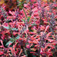 30 MIXED COLORS AGASTACHE Aurantiaca Cana Hummingbird Mint Hyssop Flower Seeds