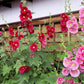 50 Mixed Colors HOLLYHOCK KING HENRY VIII Mix Alcea Rosea Flower Seeds