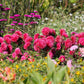 250 Double RED CHINA ASTER Callistephus Chinensis Flower Seeds