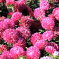 30 Duchess PINK PAEONY ASTER French Peony Callistephus Flower Seeds