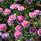 50 HI No MARU ASTER Double Red & White Callistephus Pompon Flower Seeds