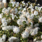 50 Mixed OSTRICH PLUME ASTER Feather Spider Callistephus Chinensis Flower Seeds
