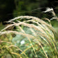 500 CANADIAN RYE Elymus Canadensis Grain Grazing Grass Ground Cover Seeds